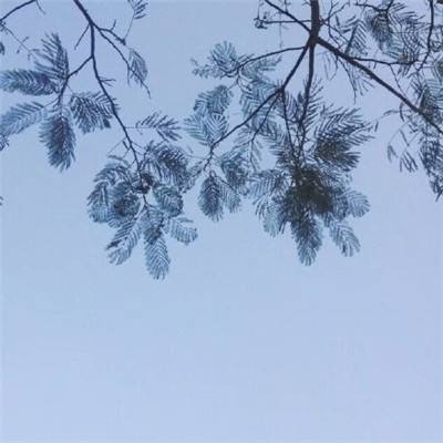 大清官老爷满v版下载